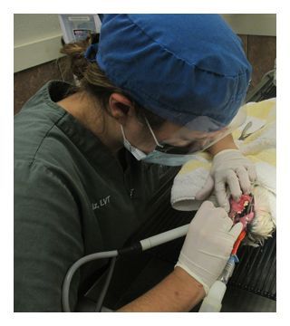宠物口腔/牙科手术的原因