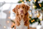 What Holiday Foods Are Safe for Dogs?