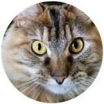 Wendy's pet