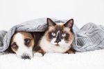Cold Weather Care for Pets: Protecting Your Dog or Cat in Winter