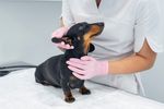 The Importance of Regular Veterinary Checkups for Indoor Pets