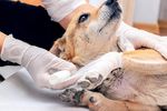 24/7 Emergency Vet Care: What to Expect When Your Pet Needs Immediate Attention