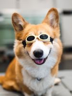 Does Cold Laser Therapy Really Work for Dogs?