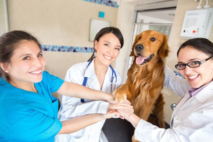 Pet Safety