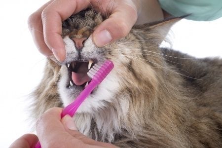 Pet Dental Cleaning
