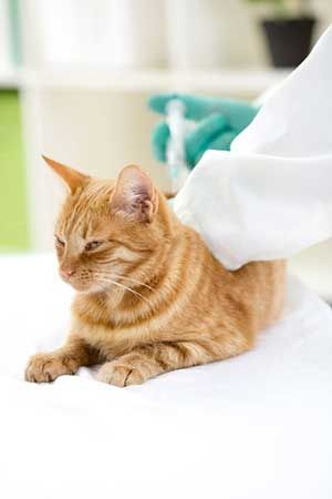 cat in a veterinary clinic