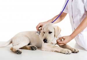 Pet Examination