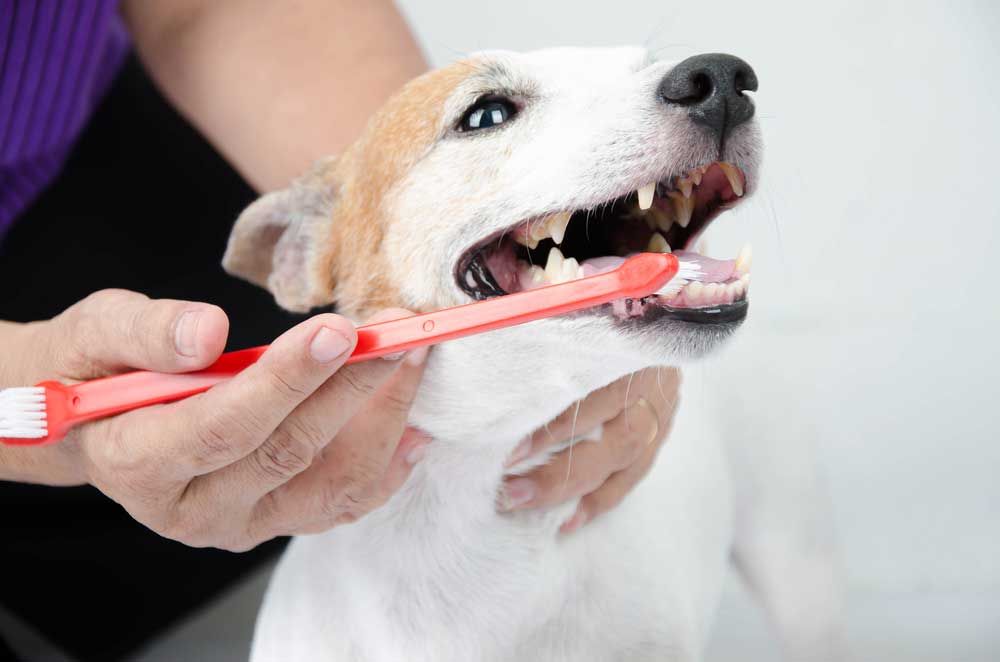 dog tooth brushing