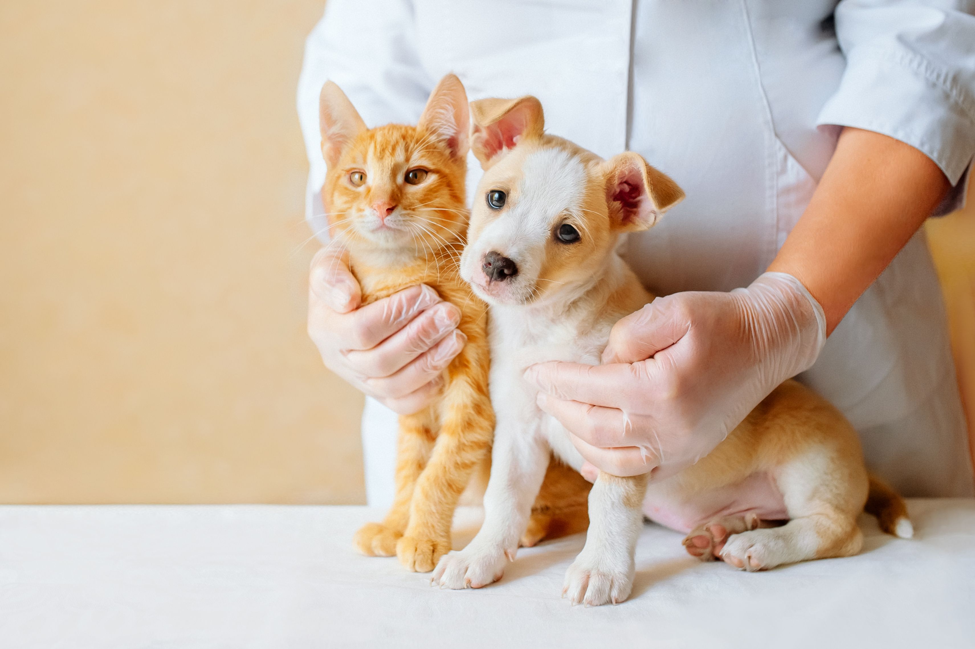 Importance of Pet Vaccinations