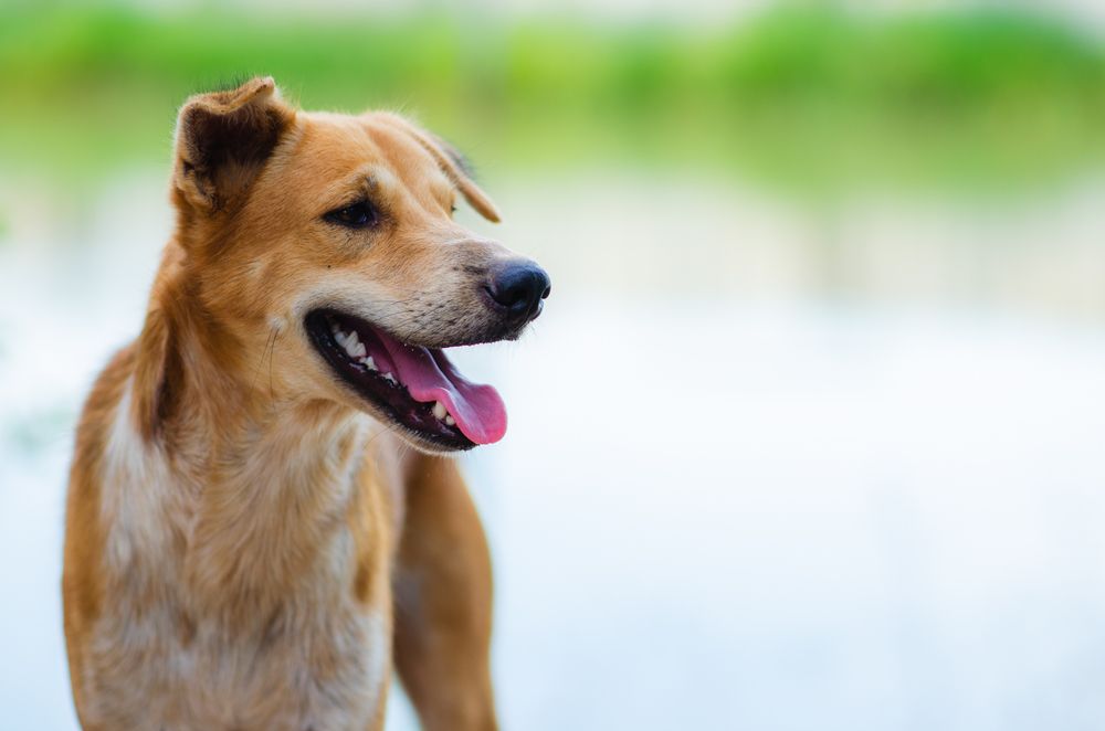 How Often Do Dogs Need Heartworm Prevention?