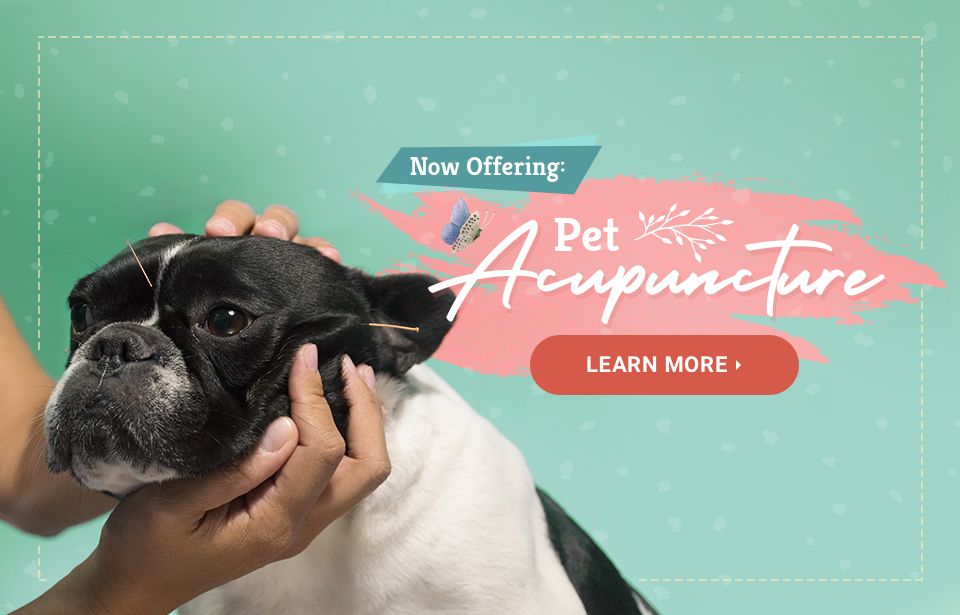 Charlotte Animal Hospital, Veterinarian & Pet Boarding in Port Charlotte FL