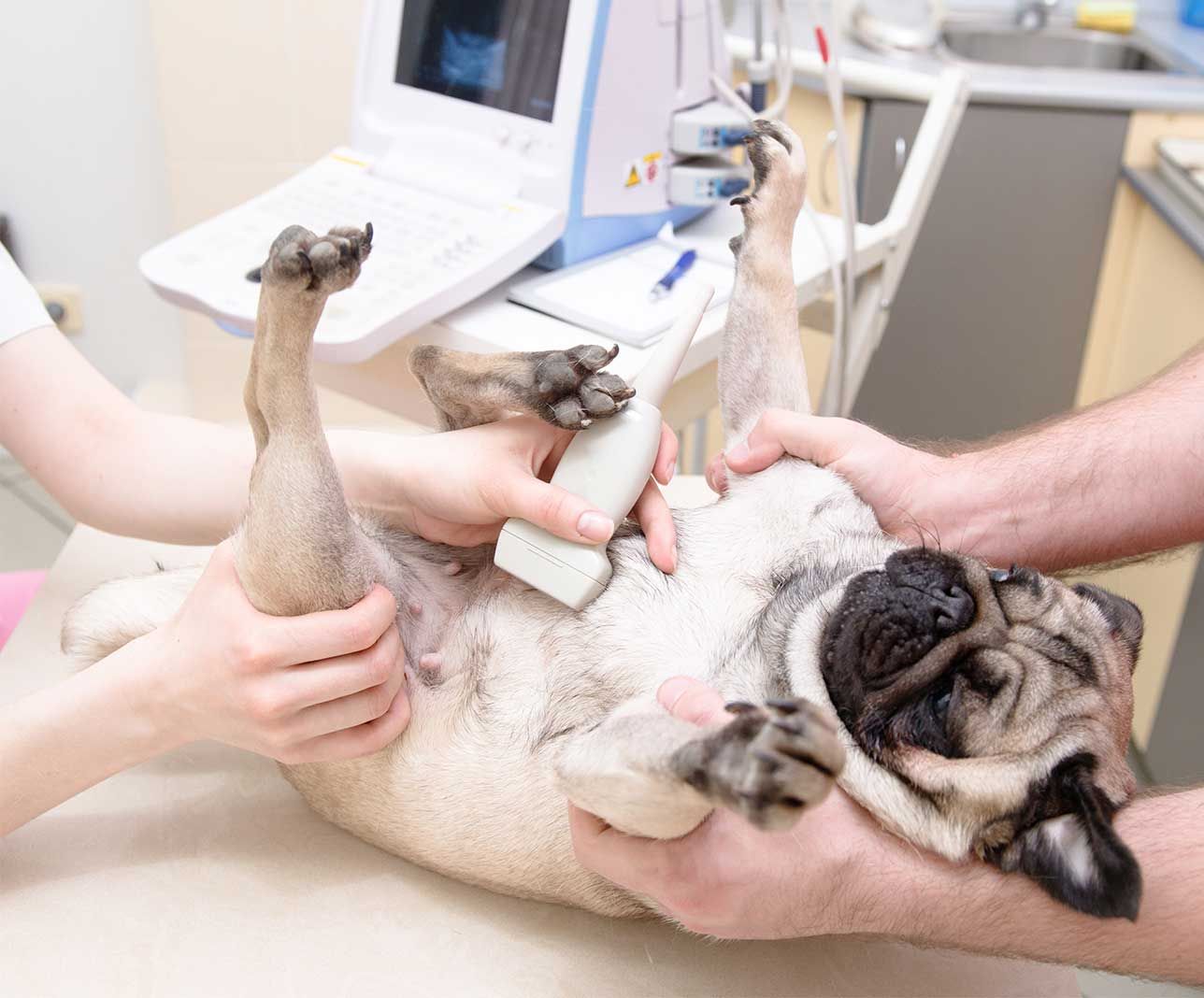 Pet Ultrasound Vet in Port Charlotte FL