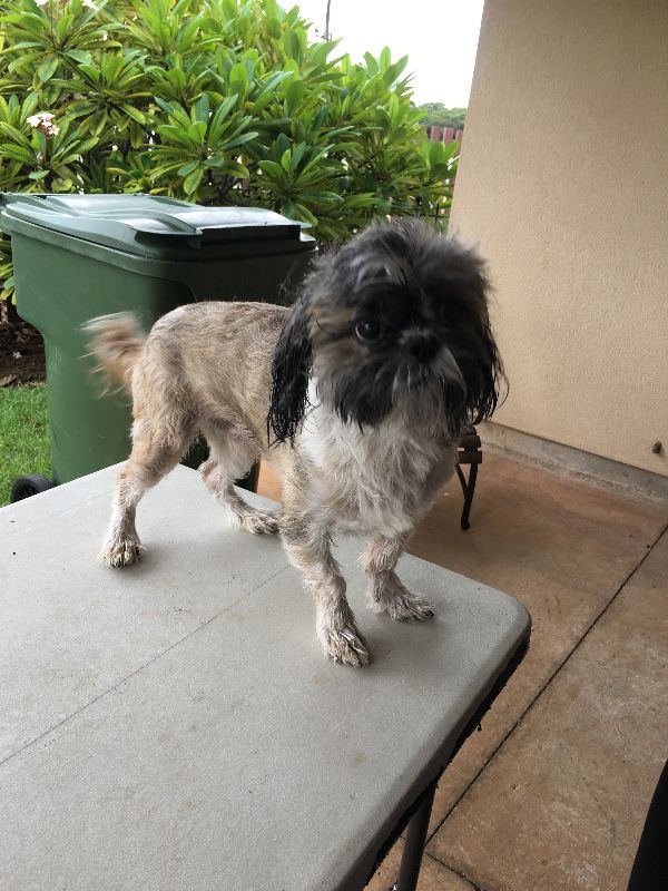 Before grooming