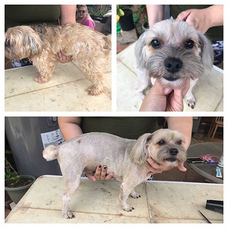 dog before and after grooming