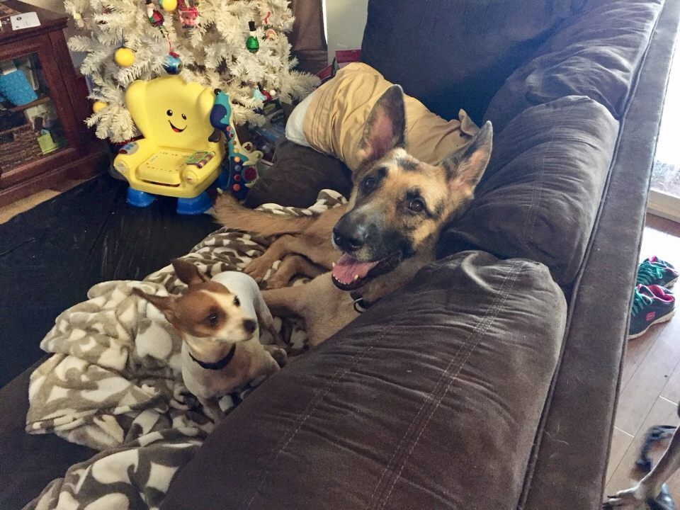 dogs on the couch