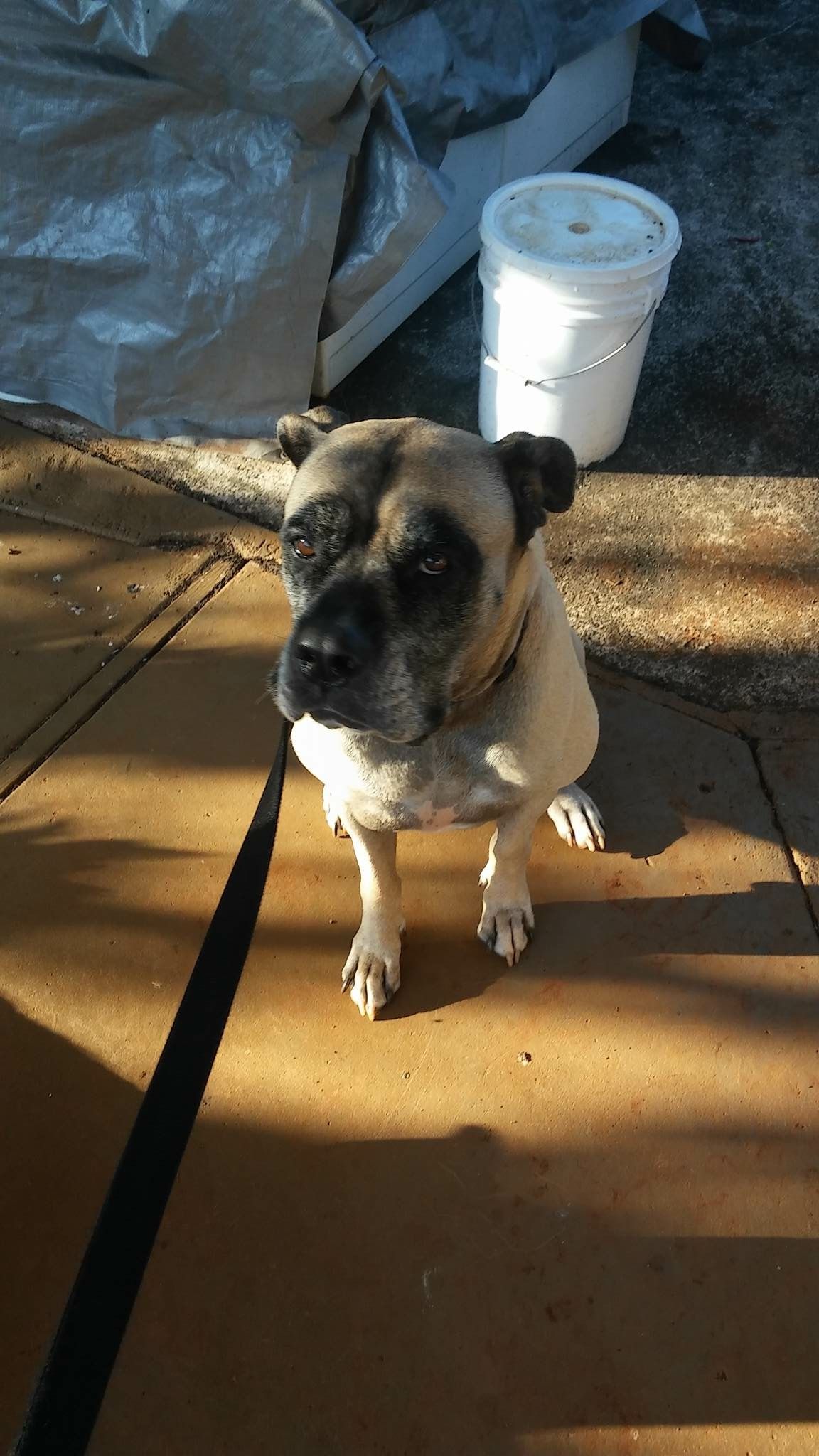 dog