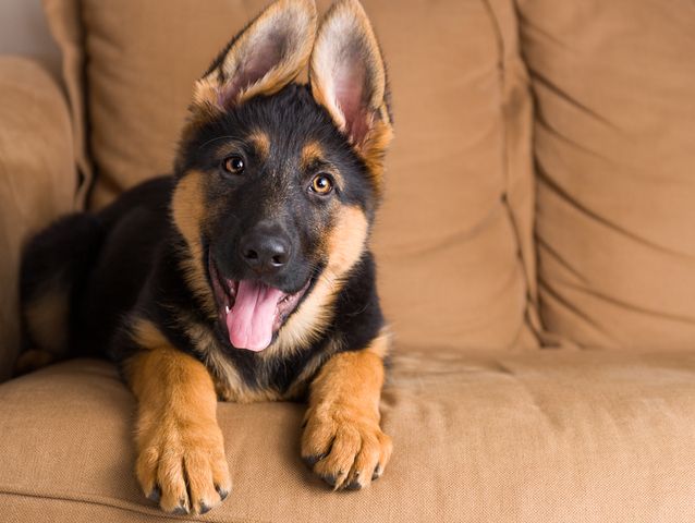 german shepard on a couch