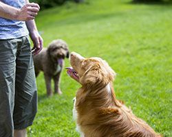 behavioral veterinarian near me