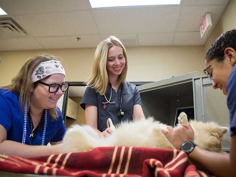 Veterinary Ultrasound Safe Harbor Animal Hospital