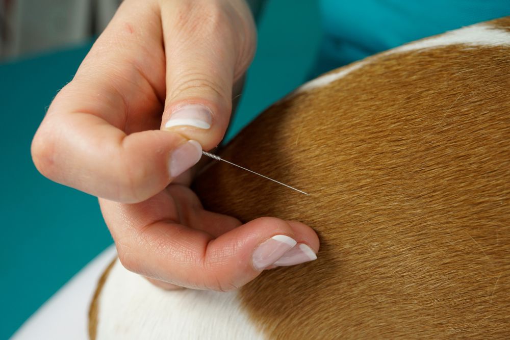 Should Your Dog Get Acupuncture?
