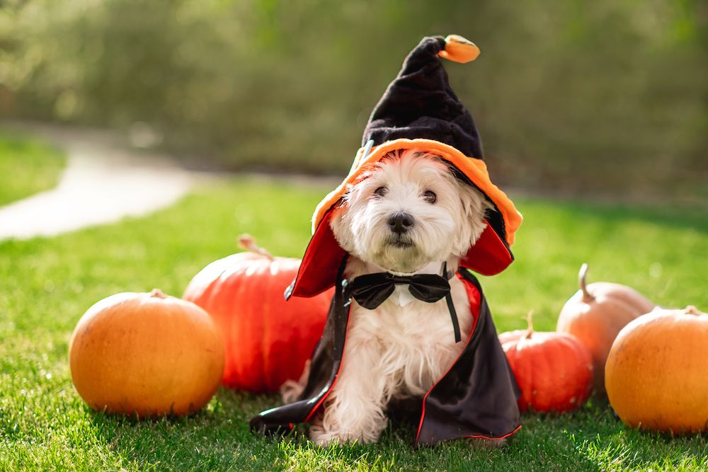 Ten Fall Pet Safety Tips