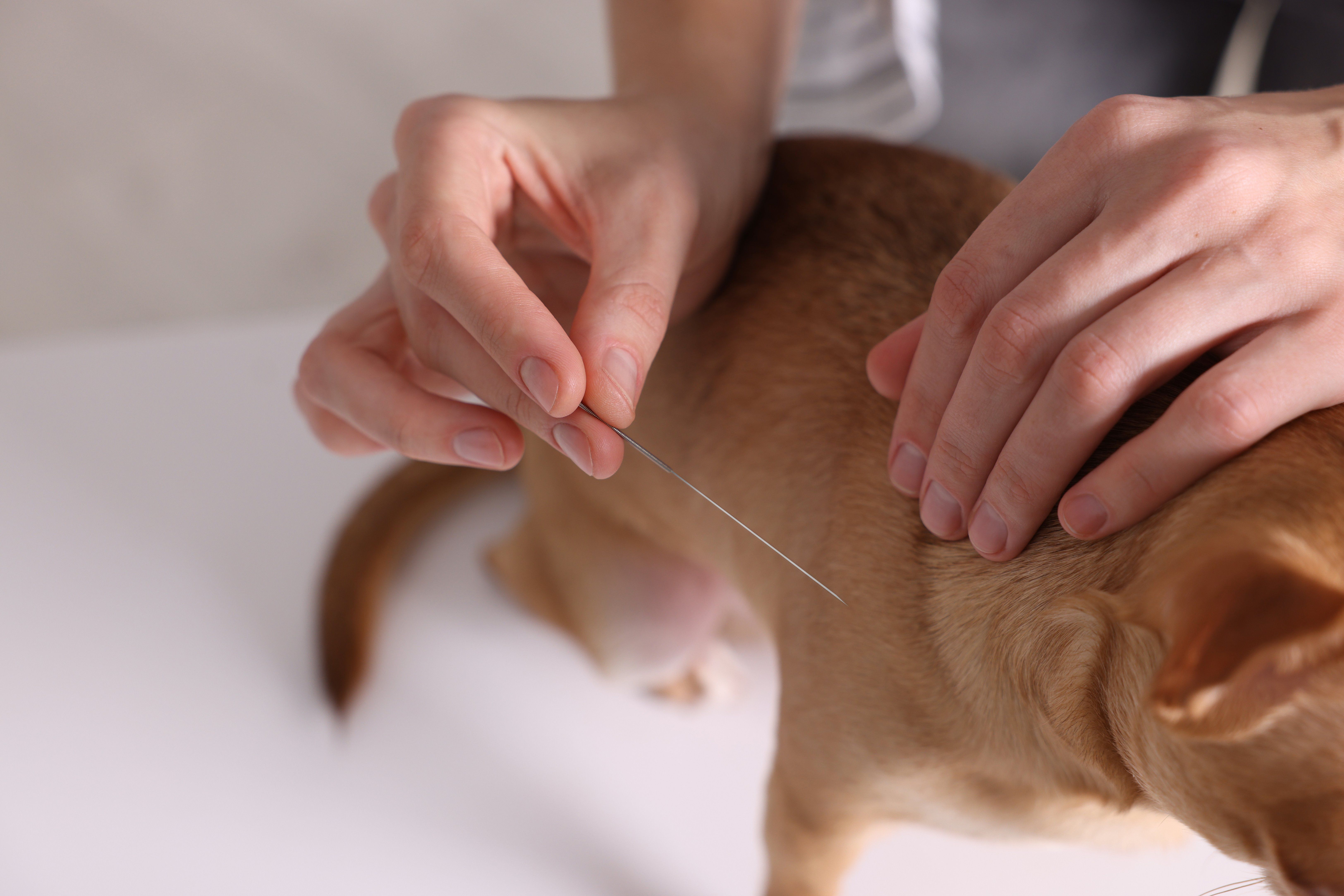 8 Problems That Acupuncture Can Treat in Dogs