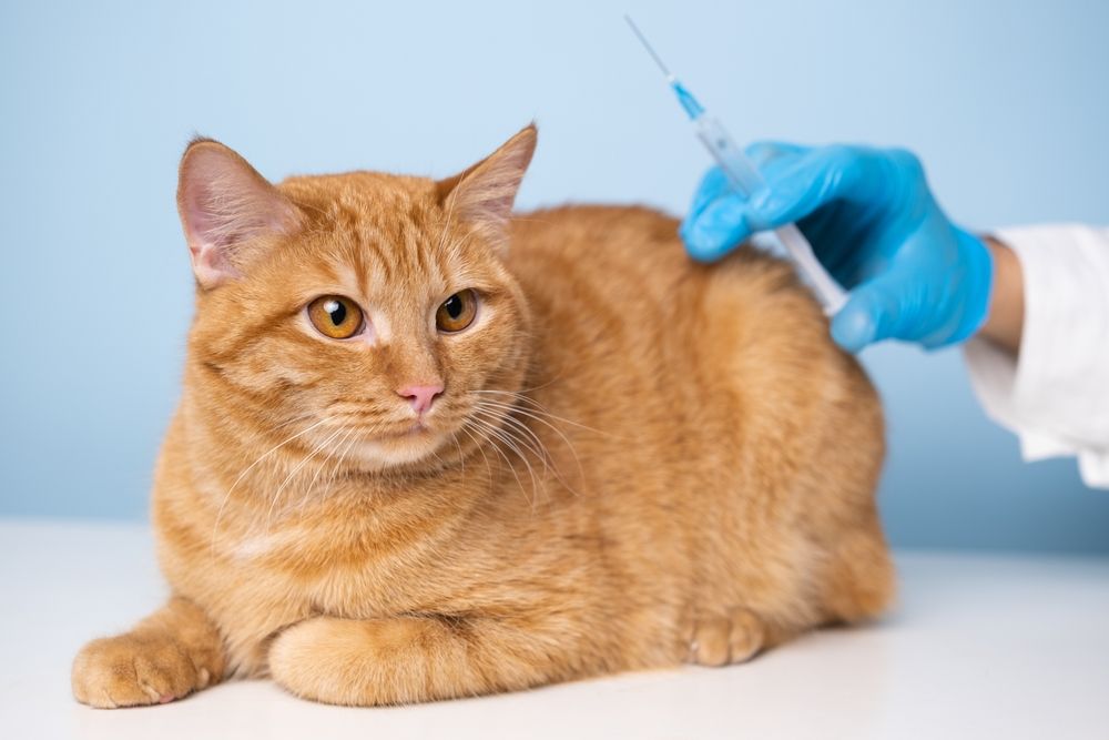 The Role of Immunization in Protecting Your Pet's Health