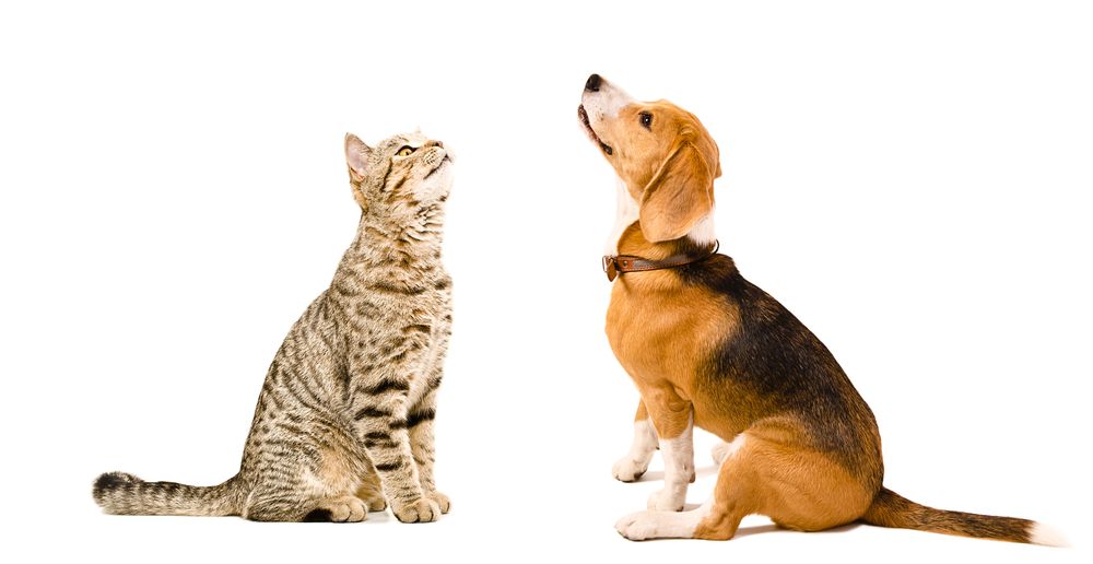 Why Should I Spay or Neuter My Pet?