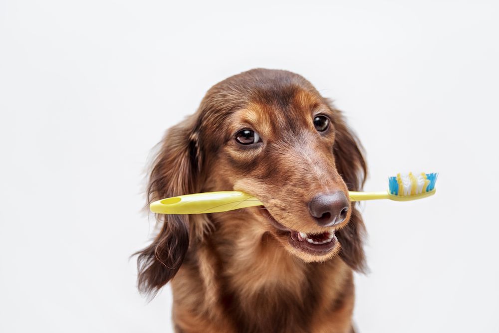 Do Dogs Need Dental Care?