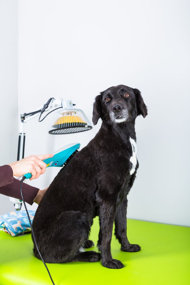 Using Cold Laser Therapy to Aid in the Healing of Soft Tissue Injuries in Pets