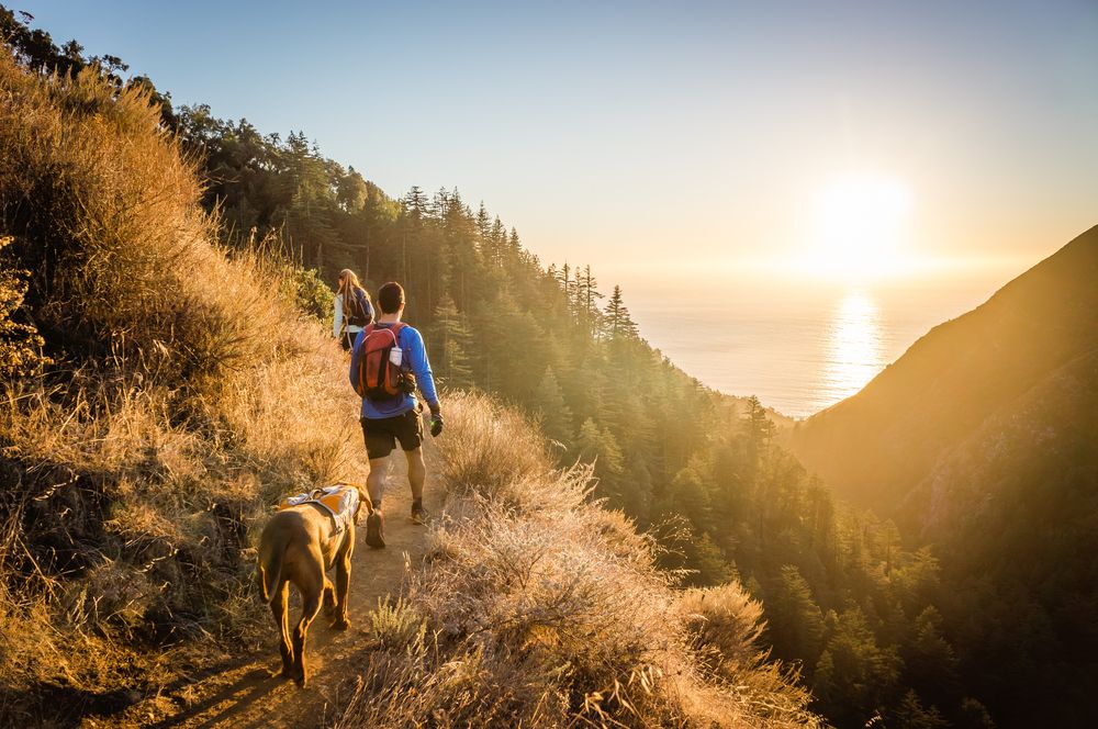 Canine First Aid: How to Keep Your Pup Safe in the Backcountry