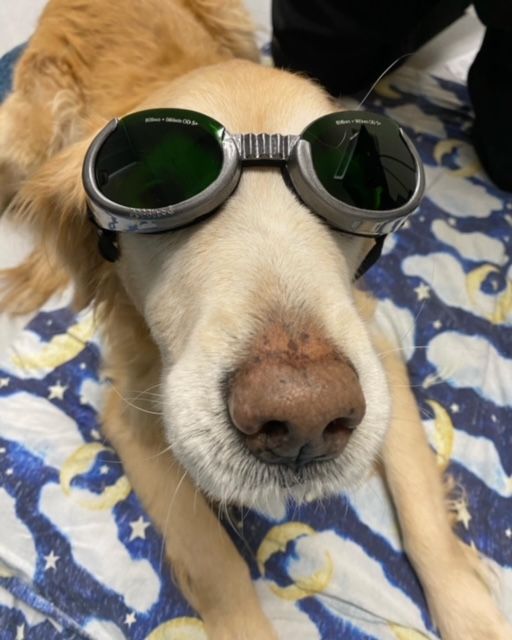 Cold Laser Therapy