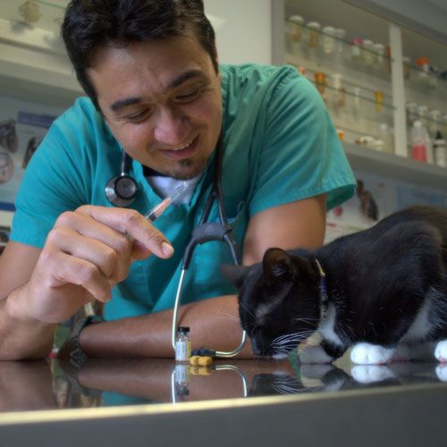 Veterinarian San Diego CA - Full-Service Pet Vet | Ark ...