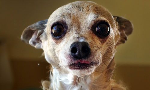 Veterinarian San Diego CA - Full-Service Pet Vet | Ark Animal Hospital Veterinarian San Diego CA - Full-Service Pet Vet | Ark Animal Hospital