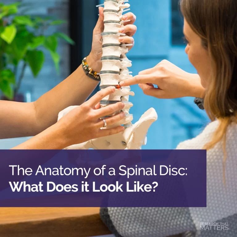 The Anatomy of a Spinal Disc – What Does it Look Like