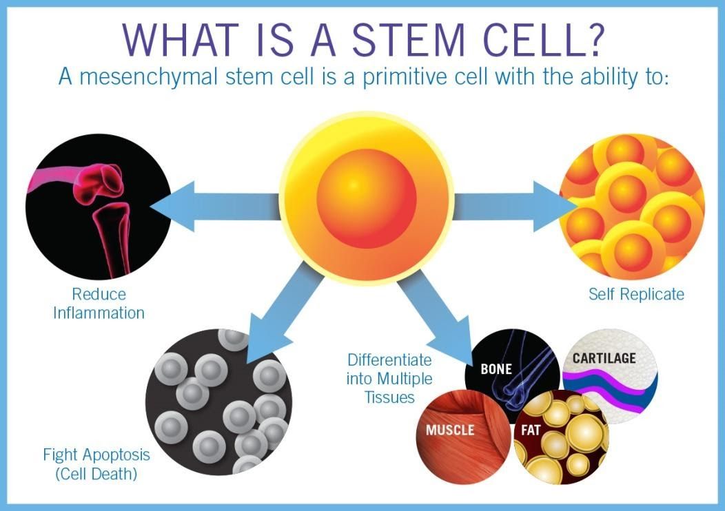 Stem cell therapy for your health: 4 things you need to know