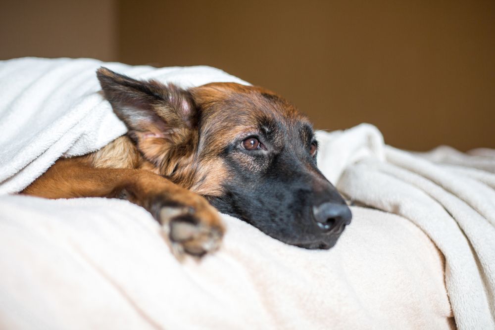 Pet Health Alert: Recognizing Signs of Illness and What to Do