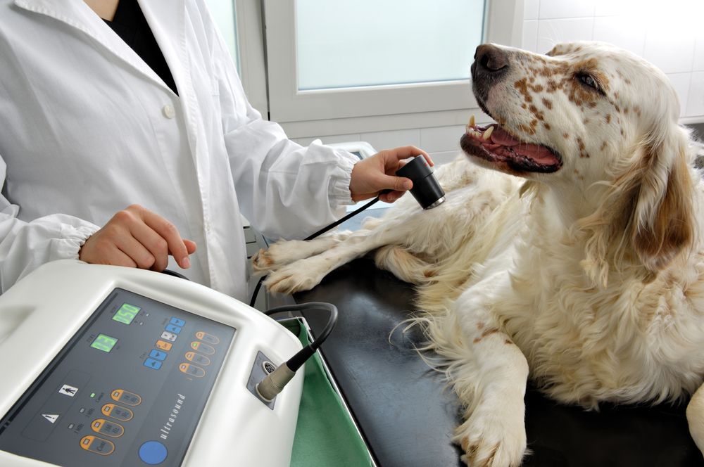 4 Reasons Why Your Pet May Need an Ultrasound