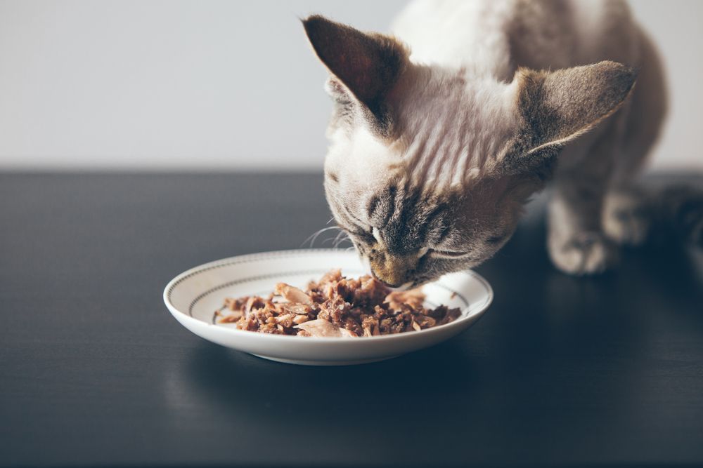 How to Choose the Right Food for Your Pet's Nutritional Needs