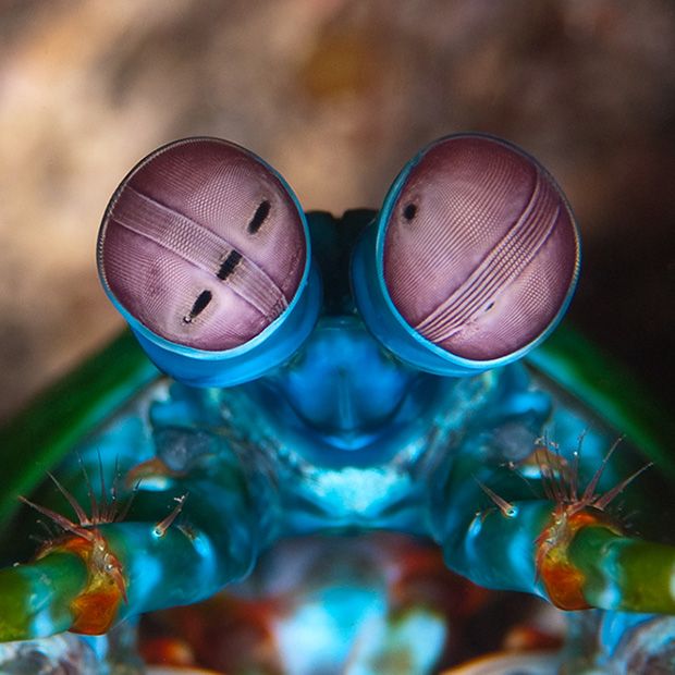 The Best Eyesight In The Animal Kingdom