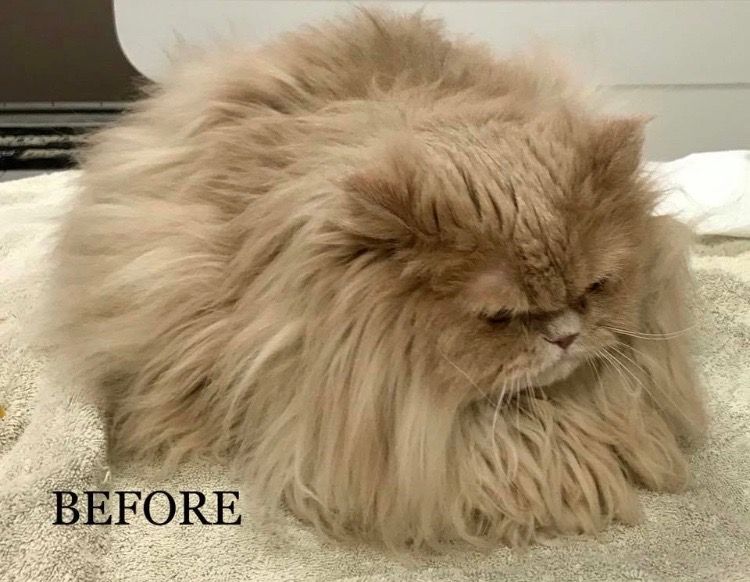 cat before being grooming by vet