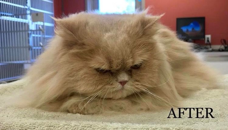 cat after being grooming by vet