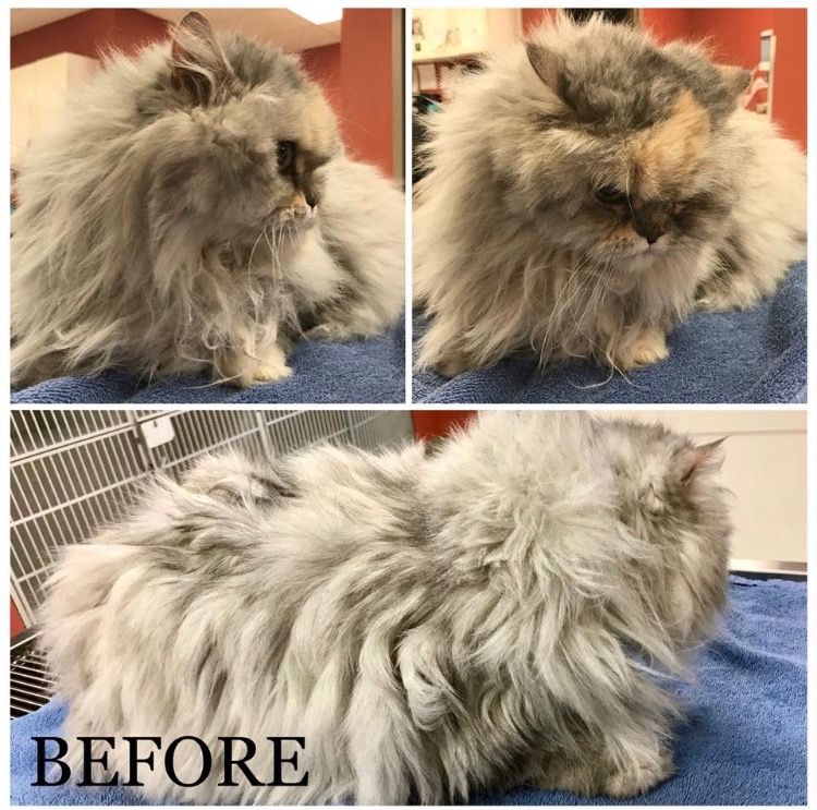 cat before being grooming by vet