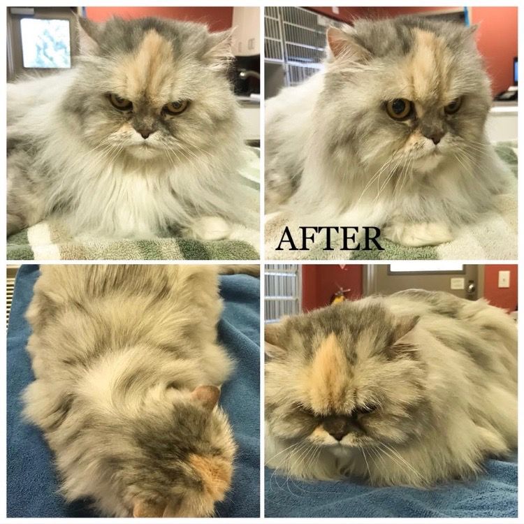 cat after being grooming by vet