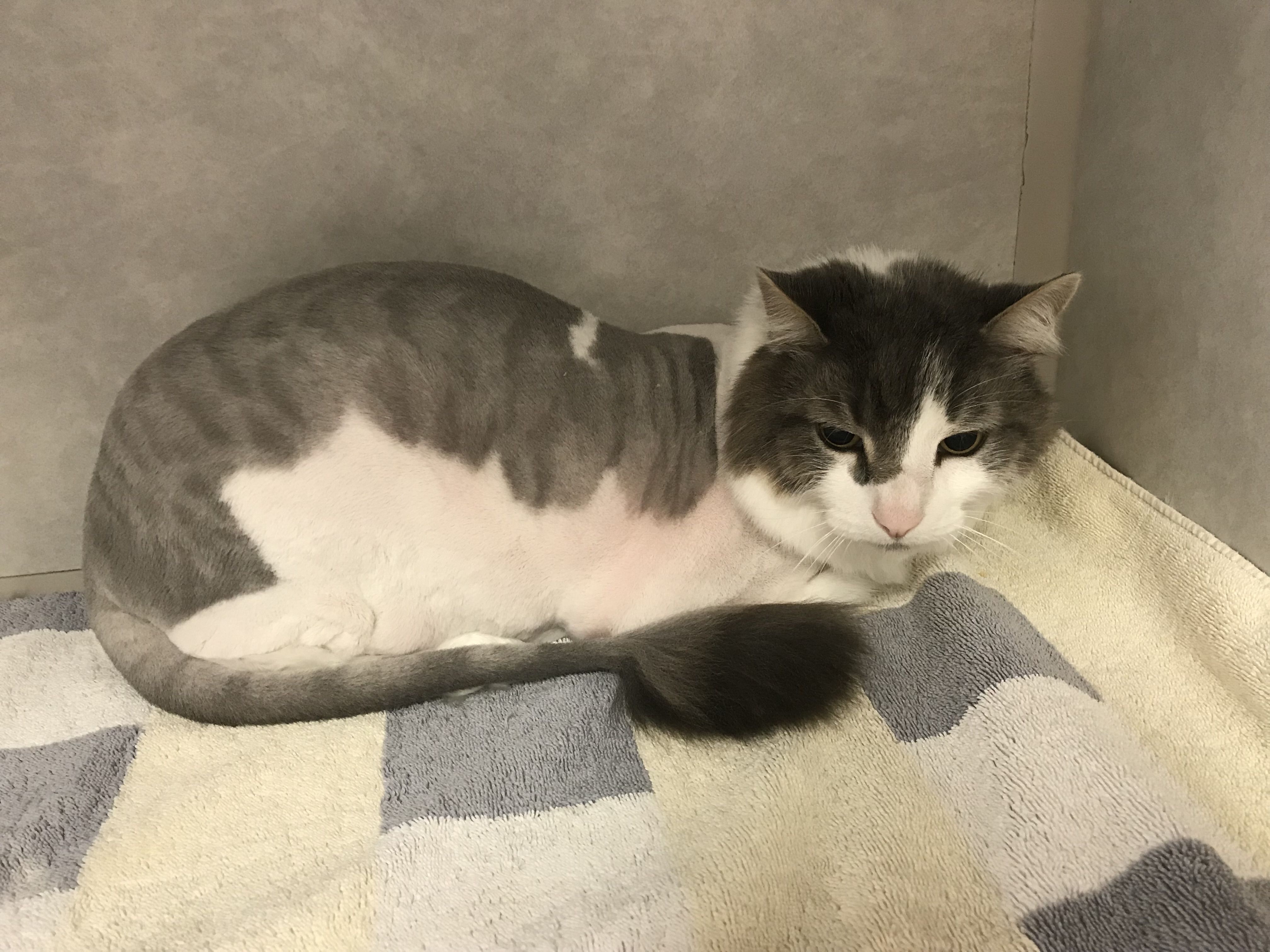 cat lying down