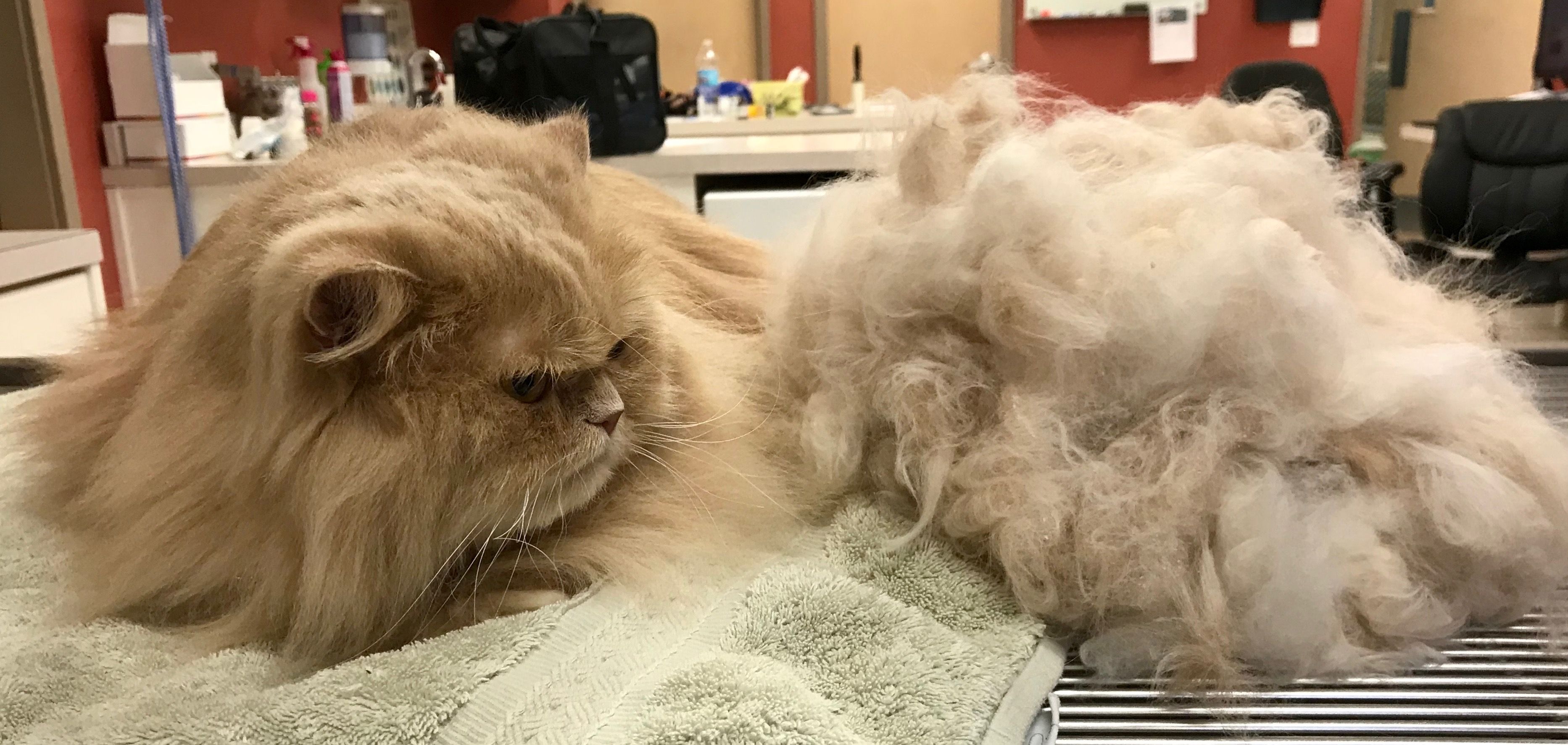 groomed cat