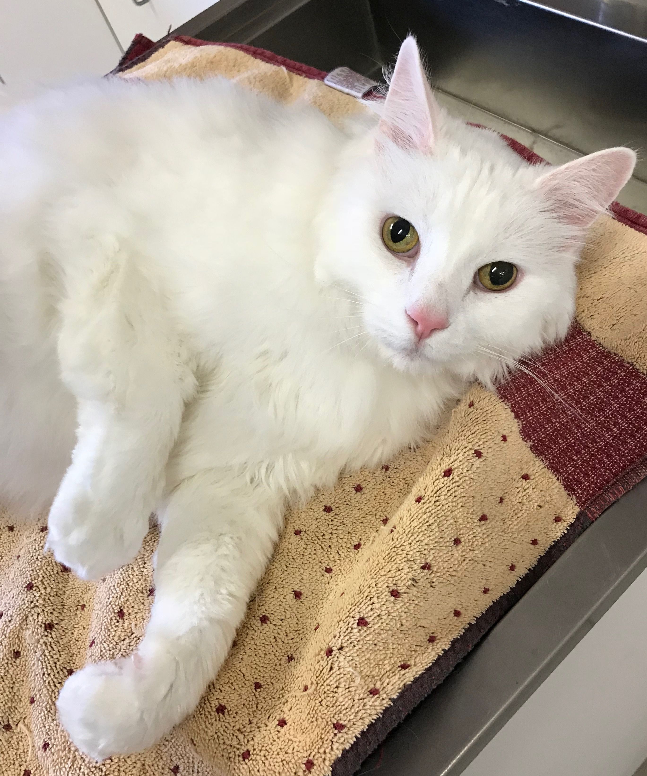 cat lying down