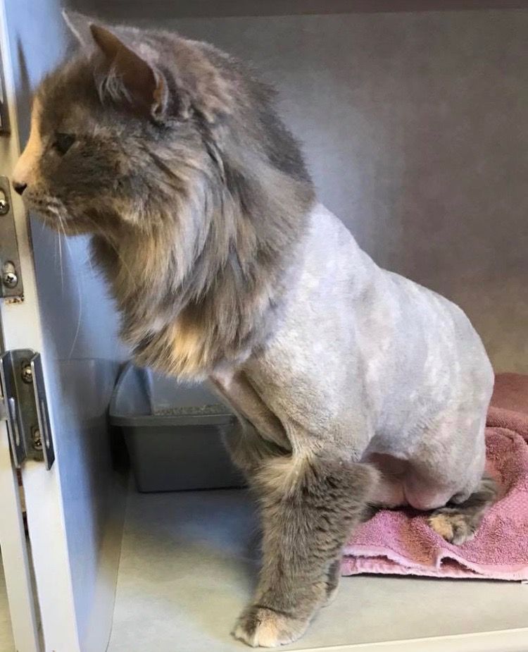 cat grooming services
