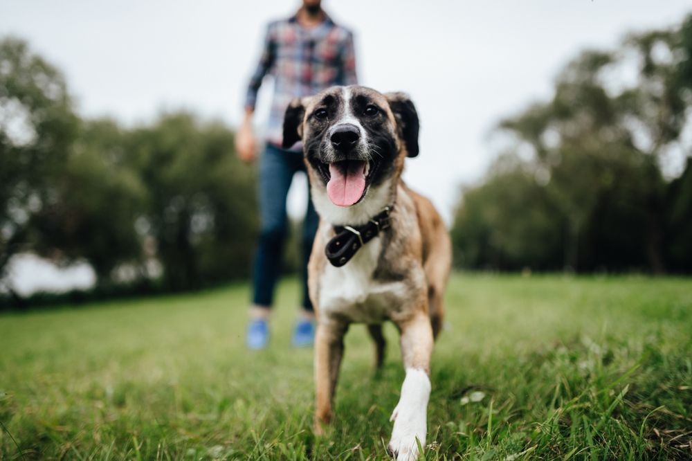 Dog with pet owner