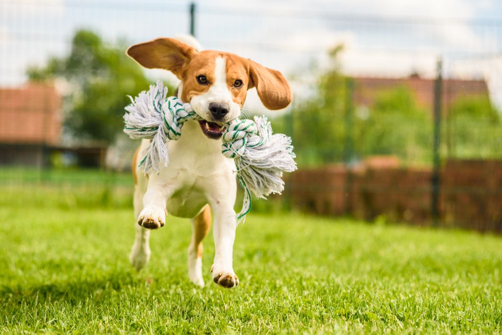 dog running
